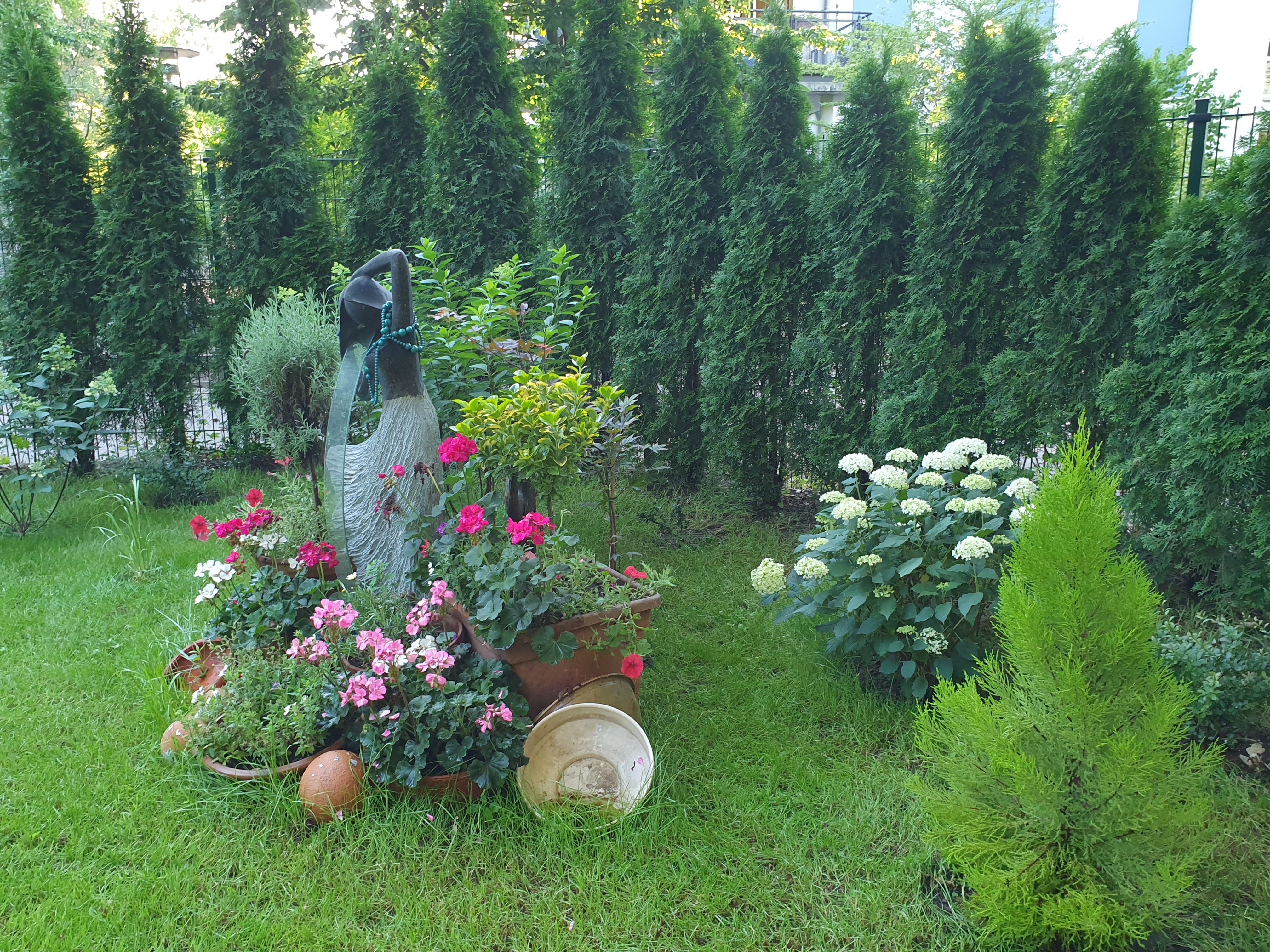 Versenksprinkler der automatischen Bewässerung von Rain Bird bewässert einen grünen Rasen